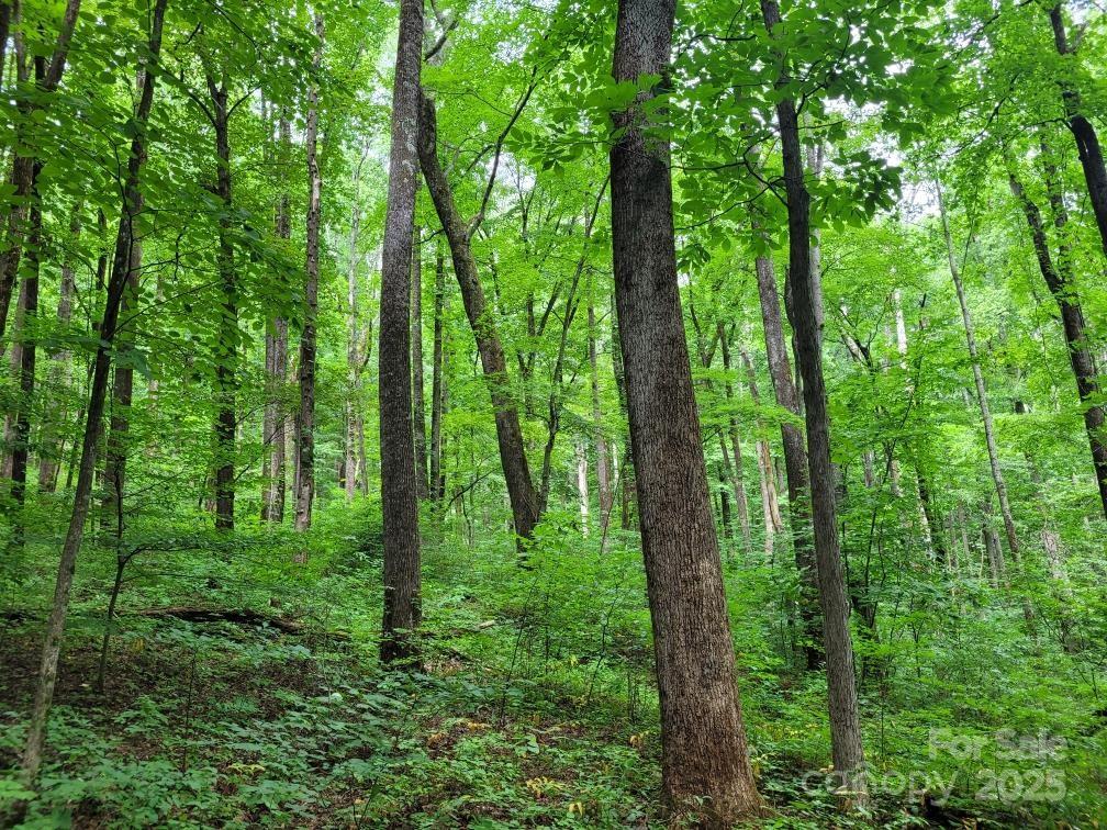 99999 Old Yellow Mountain Road Marion, NC 28752 - Photo 23 of 48 a view of a forest
