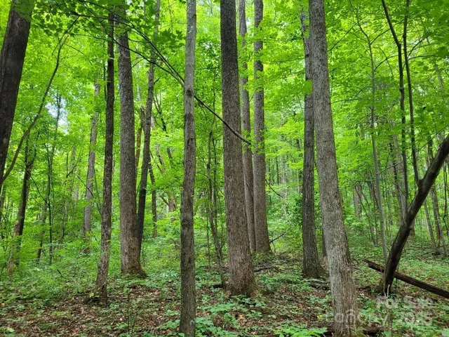 a view of a lush green forest