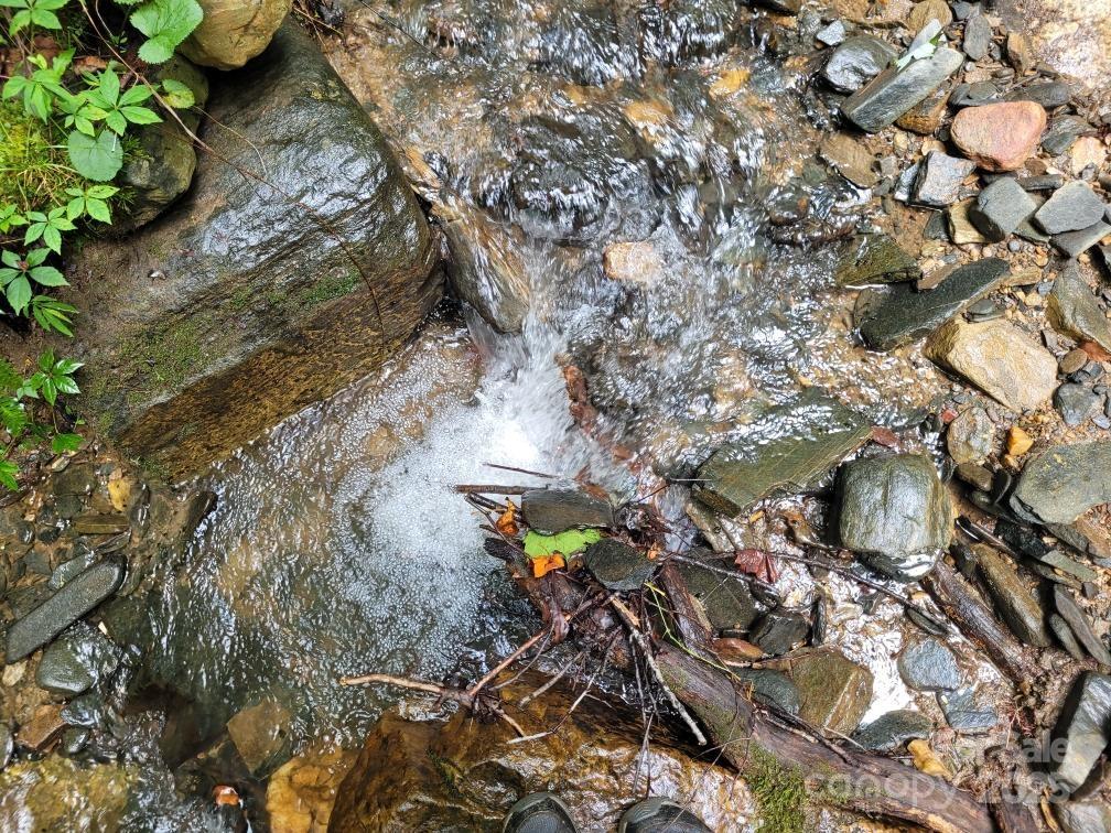 99999 Old Yellow Mountain Road Marion, NC 28752 - Photo 26 of 48 a plant that is in the ground