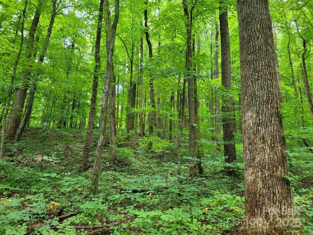 99999 Old Yellow Mountain Road Marion, NC 28752 - Photo 28 of 48 a view of a lush green forest