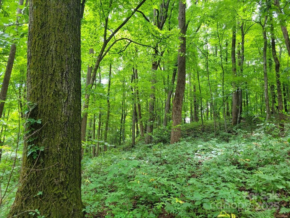 99999 Old Yellow Mountain Road Marion, NC 28752 - Photo 30 of 48 a view of yard