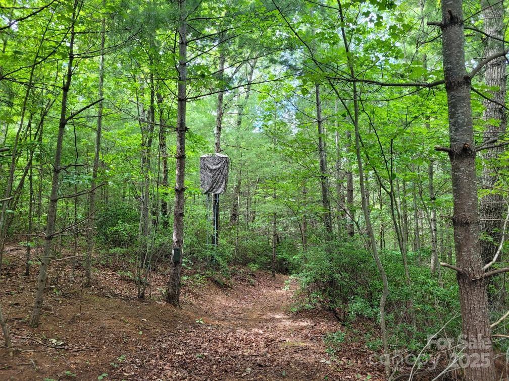 99999 Old Yellow Mountain Road Marion, NC 28752 - Photo 3 of 48 a view of a forest with lots of trees
