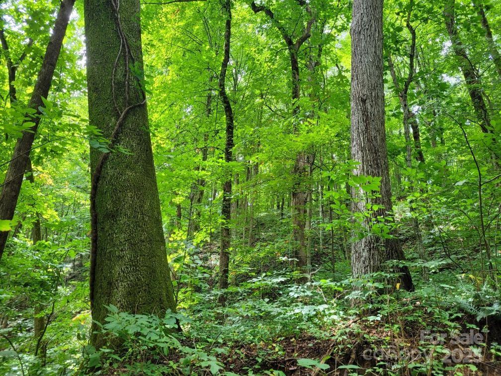 99999 Old Yellow Mountain Road Marion, NC 28752 - Photo 33 of 48 a view of a garden