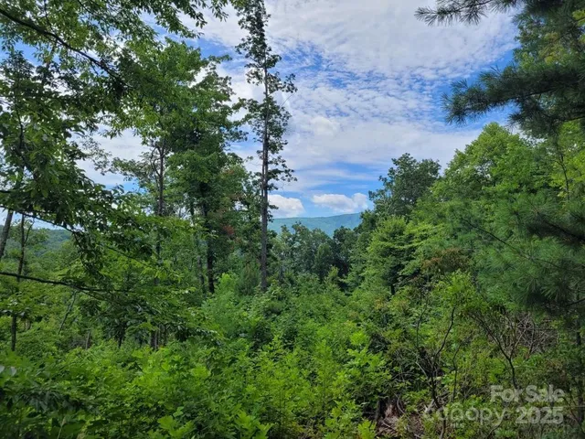 a view of a lush green forest with lots of trees