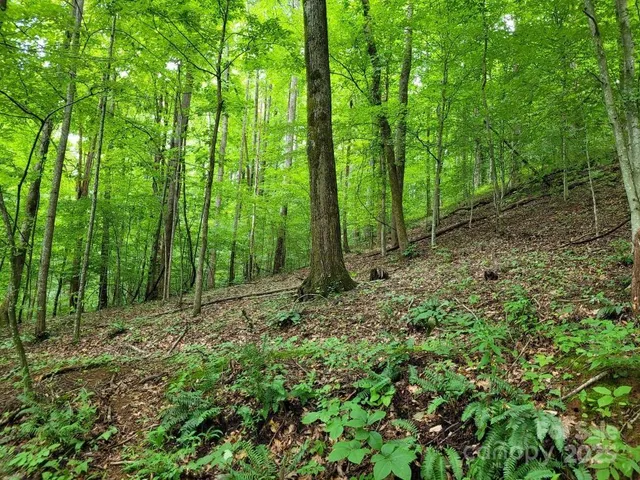 a view of a forest of a tree