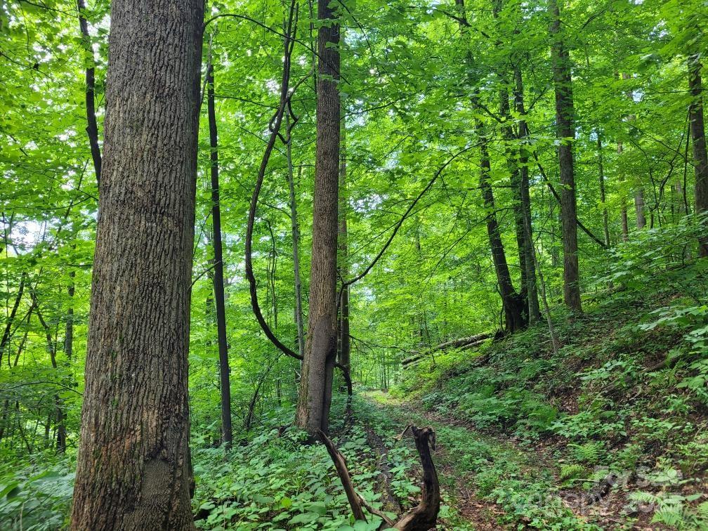 99999 Old Yellow Mountain Road Marion, NC 28752 - Photo 37 of 48 a view of a lush green forest