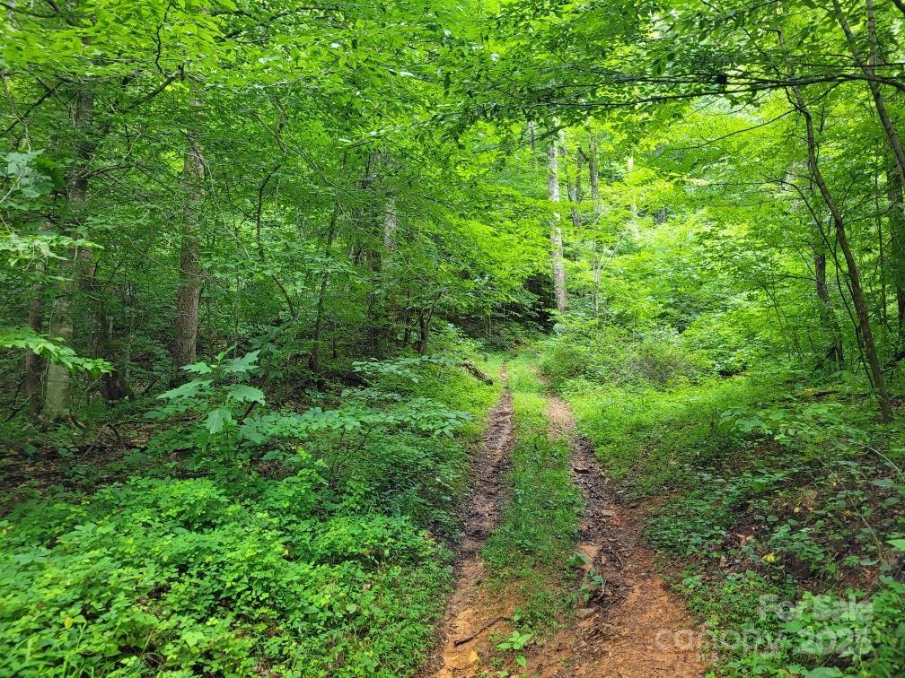99999 Old Yellow Mountain Road Marion, NC 28752 - Photo 38 of 48 a view of a lush green forest with lots of trees