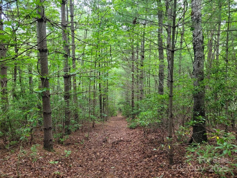99999 Old Yellow Mountain Road Marion, NC 28752 - Photo 41 of 48 a view of a forest that has large trees