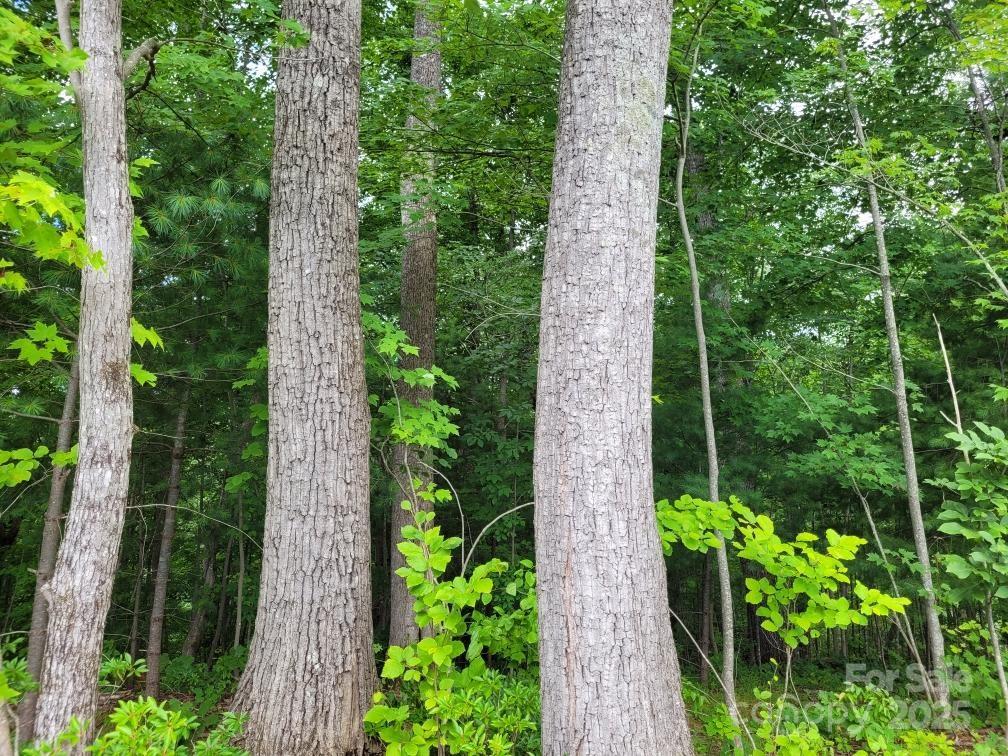 99999 Old Yellow Mountain Road Marion, NC 28752 - Photo 42 of 48 a close up of a plant in a garden