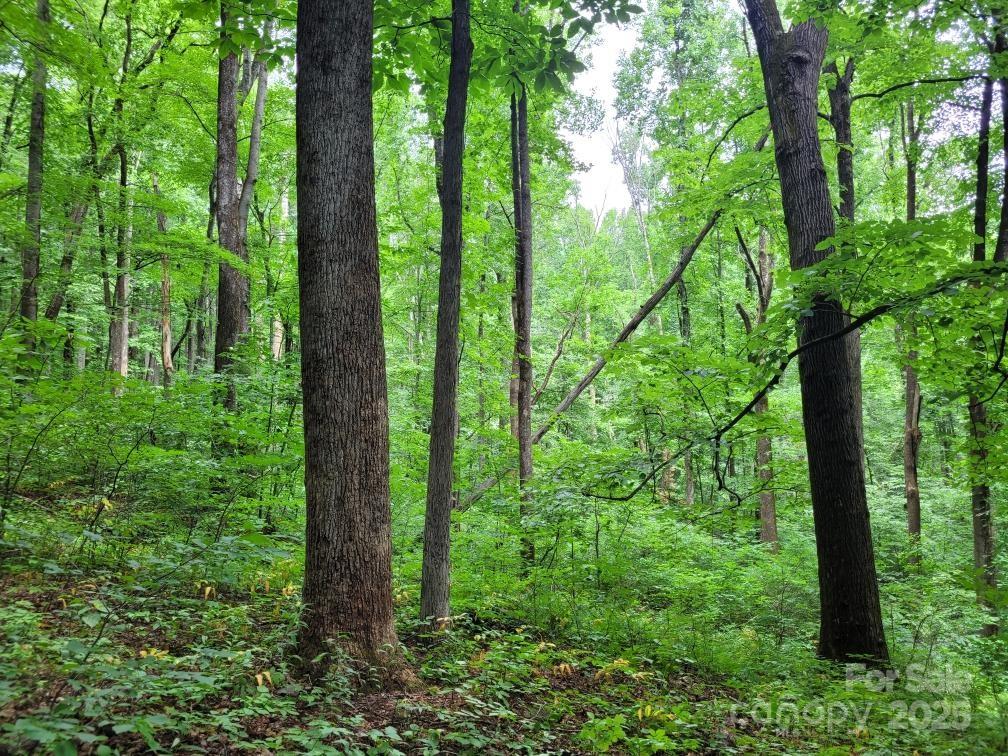 99999 Old Yellow Mountain Road Marion, NC 28752 - Photo 8 of 48 a view of outdoor space and garden