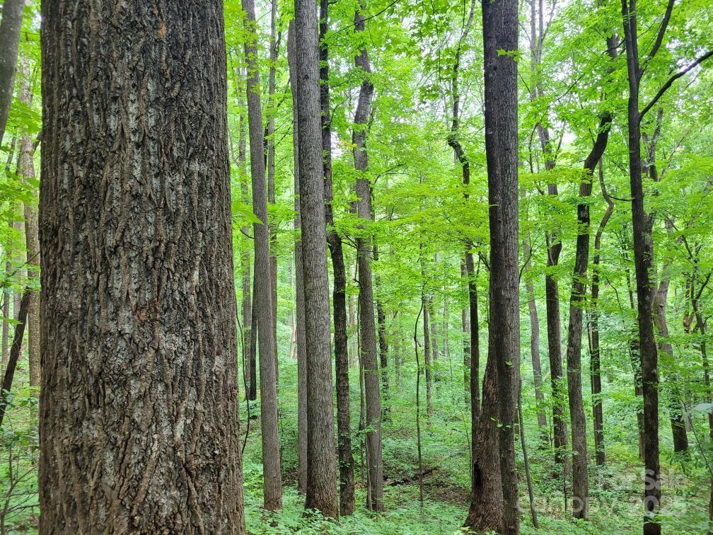 99999 Old Yellow Mountain Road Marion, NC 28752 - Photo 9 of 48 a view of a garden