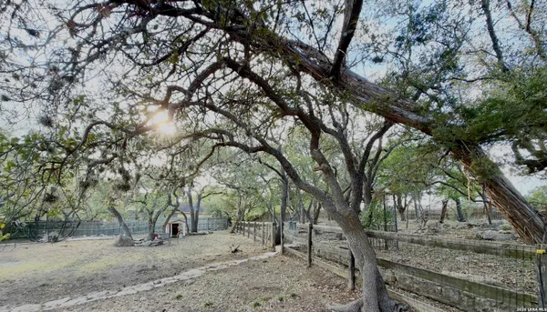 a view of a forest filled with trees