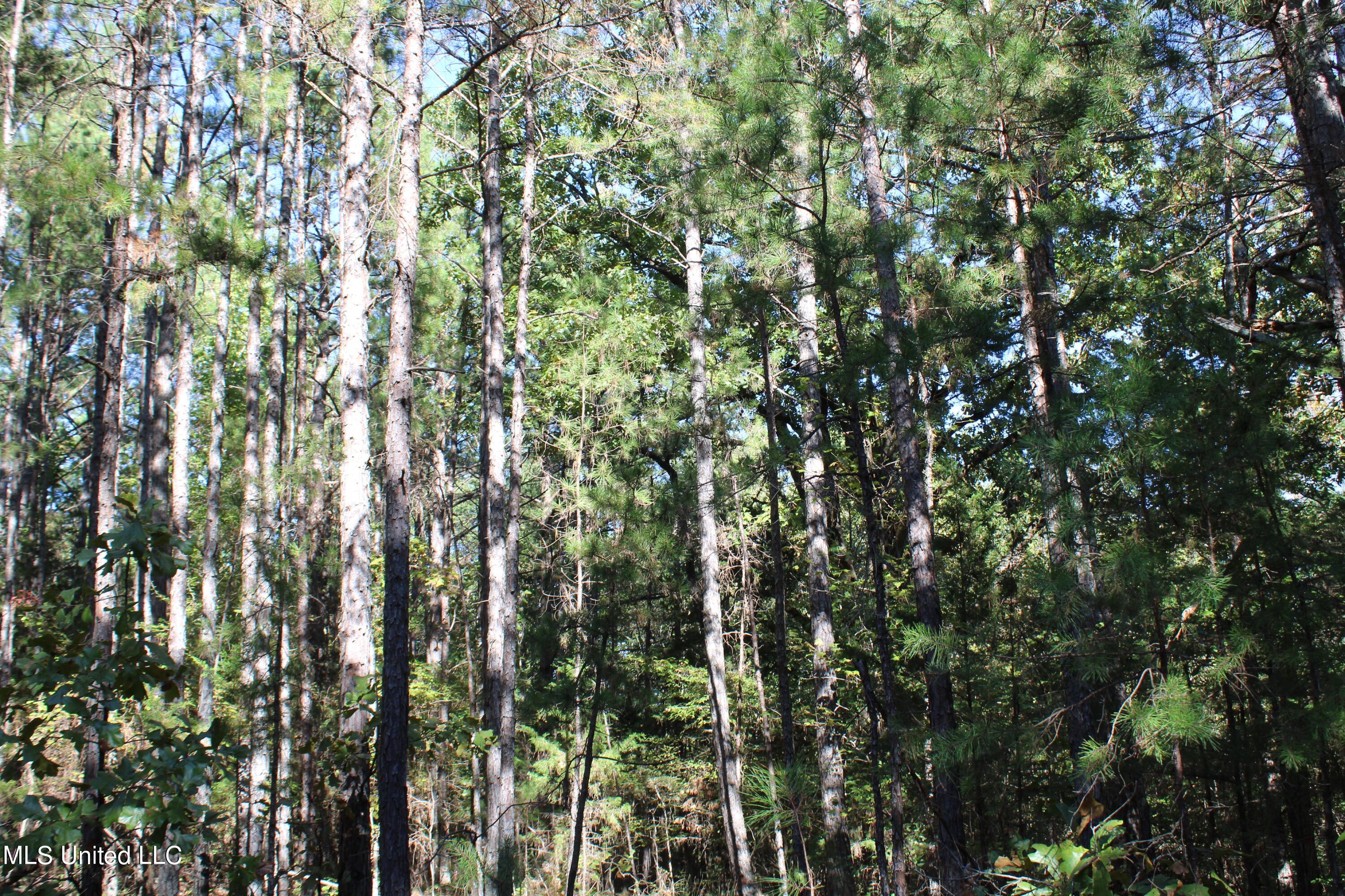 1505 Lower Gurley Road Potts Camp, MS 38659 - Photo 22 of 52 IMG_4797