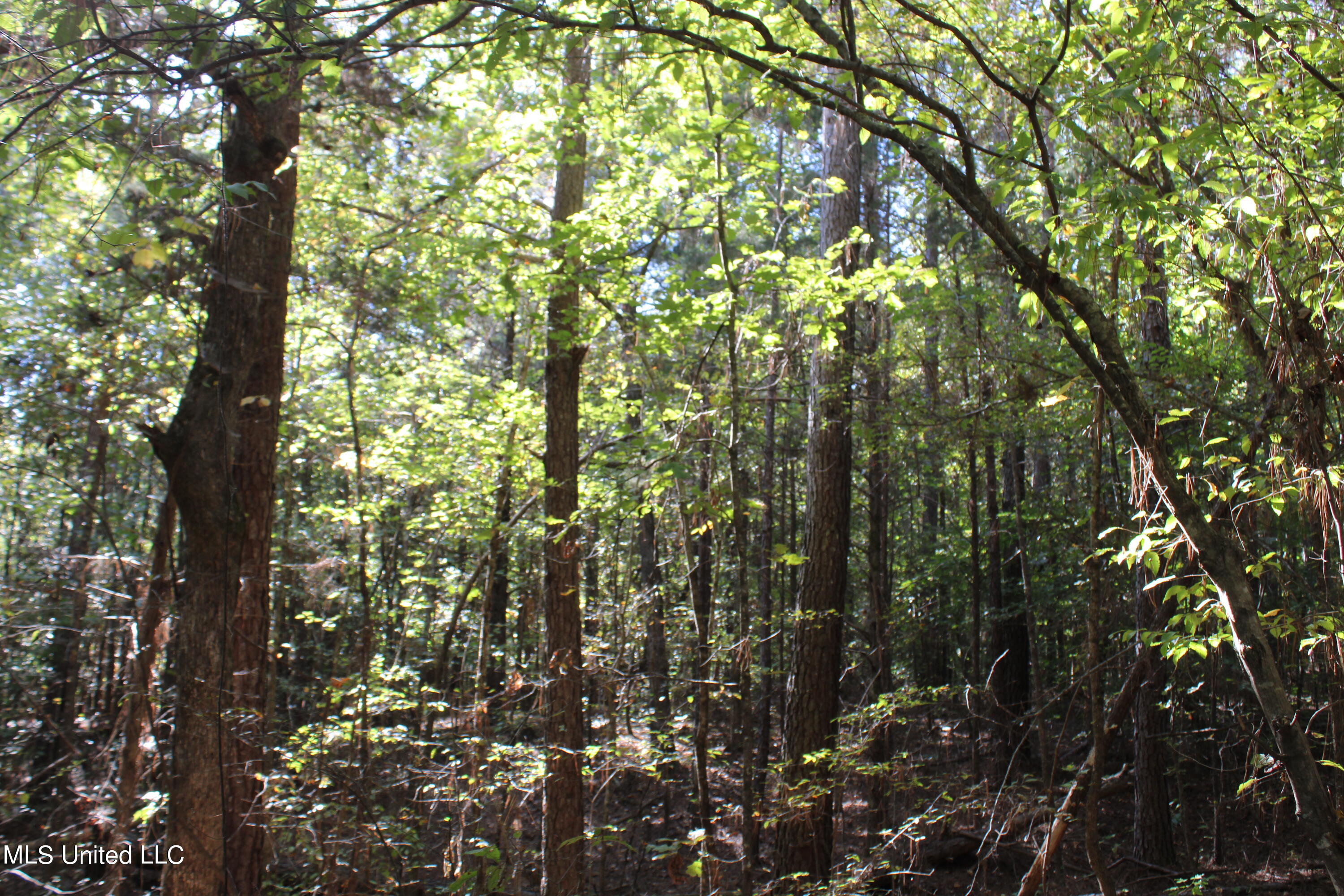 1505 Lower Gurley Road Potts Camp, MS 38659 - Photo 42 of 52 IMG_4817