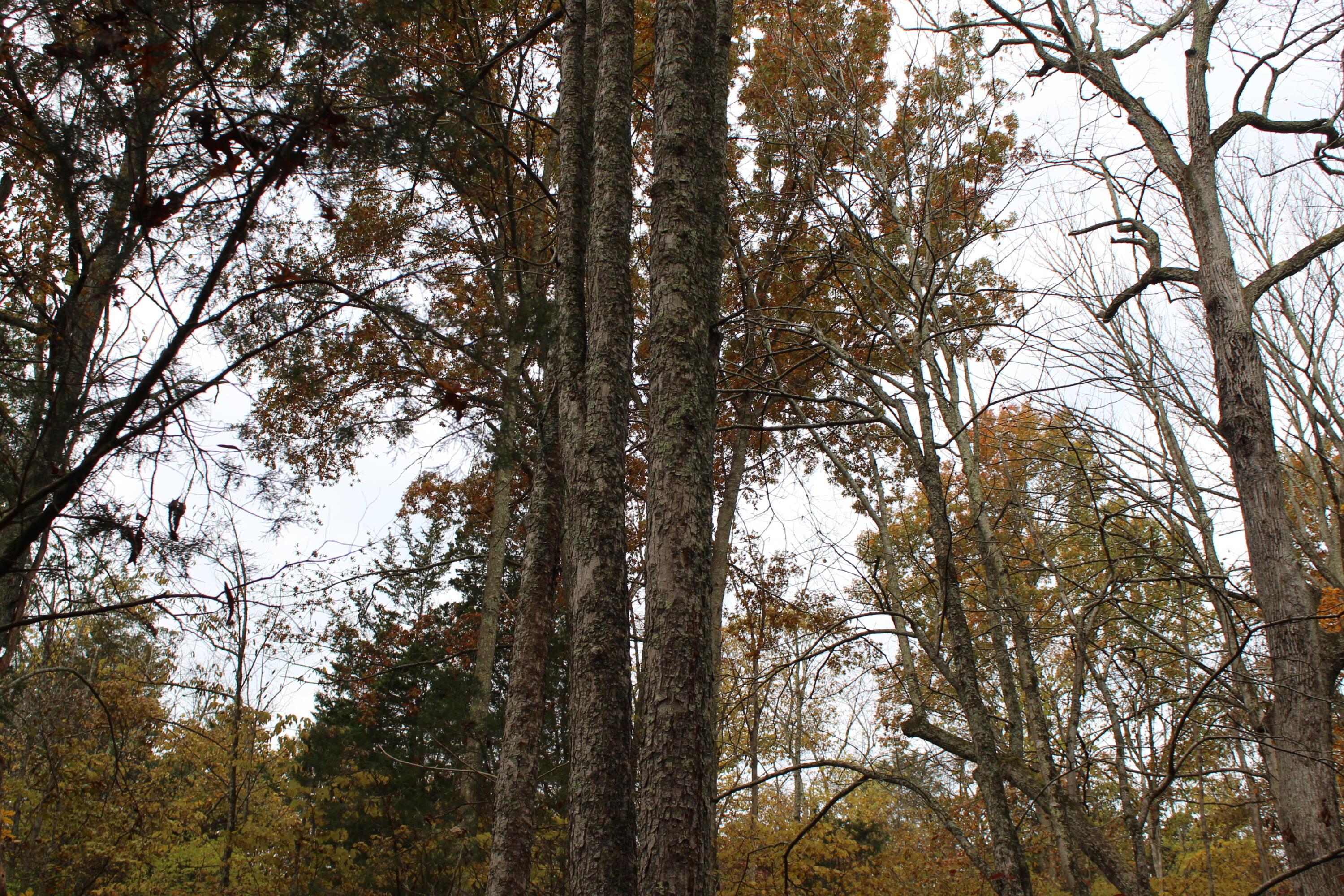 1316 Buttermilk Run Road Manchester, OH 45144 - Photo 94 of 107 95