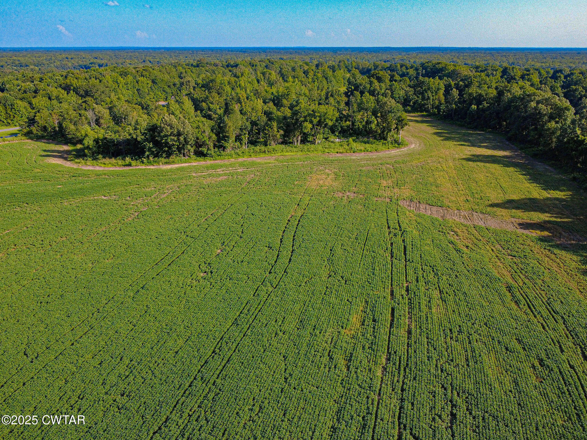 3809 Windrow Road Brownsville, TN 38012 - Photo 7 of 8 a view of a yard