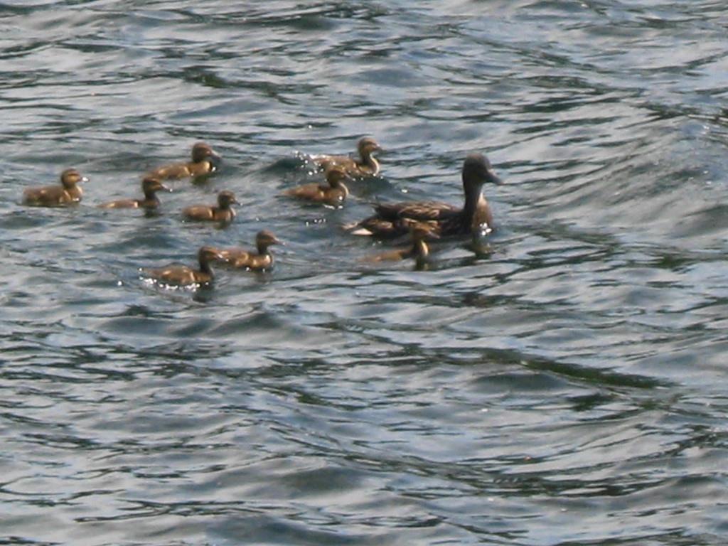 3 Sunrise Point Rd Lake View Milo, ME 04463 - Photo 5 of 15 summer time, ducklings roaming the...