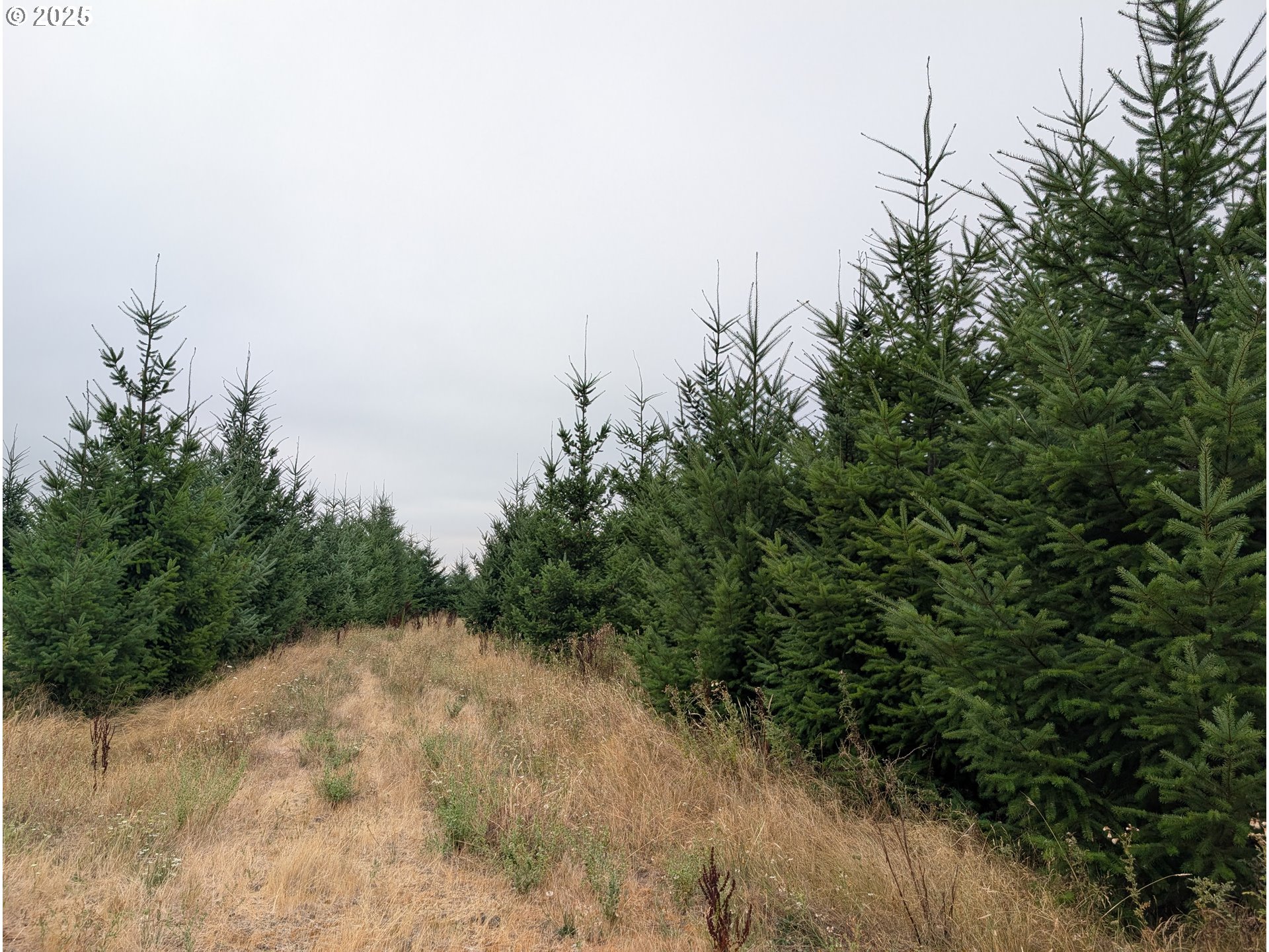 Northwest Sellers Road Banks, OR 97106 - Photo 3 of 4 Gallery Image 3