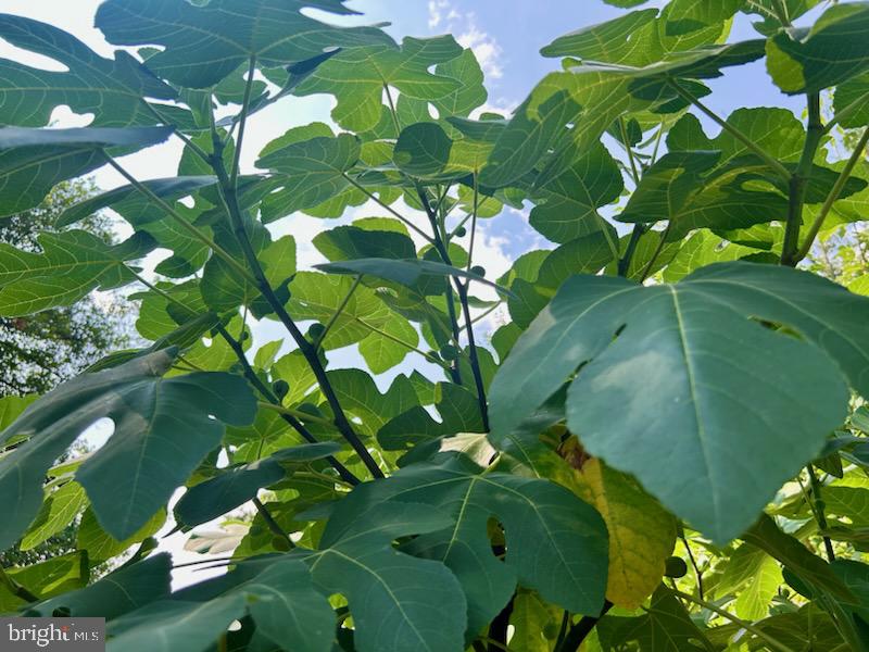 10106 Towhee Avenue Adelphi, MD 20783 - Photo 20 of 21 Back Yard - Fig Trees
