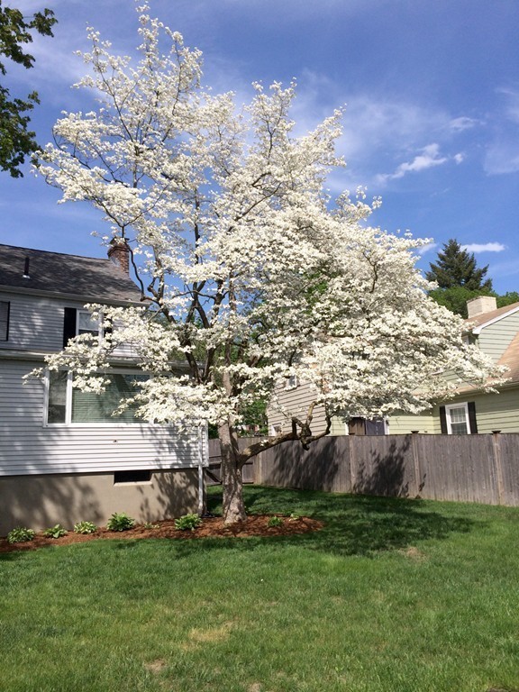 21 Marshfield Road Newton, MA 02459 - Photo 23 of 24 Gallery Image 23