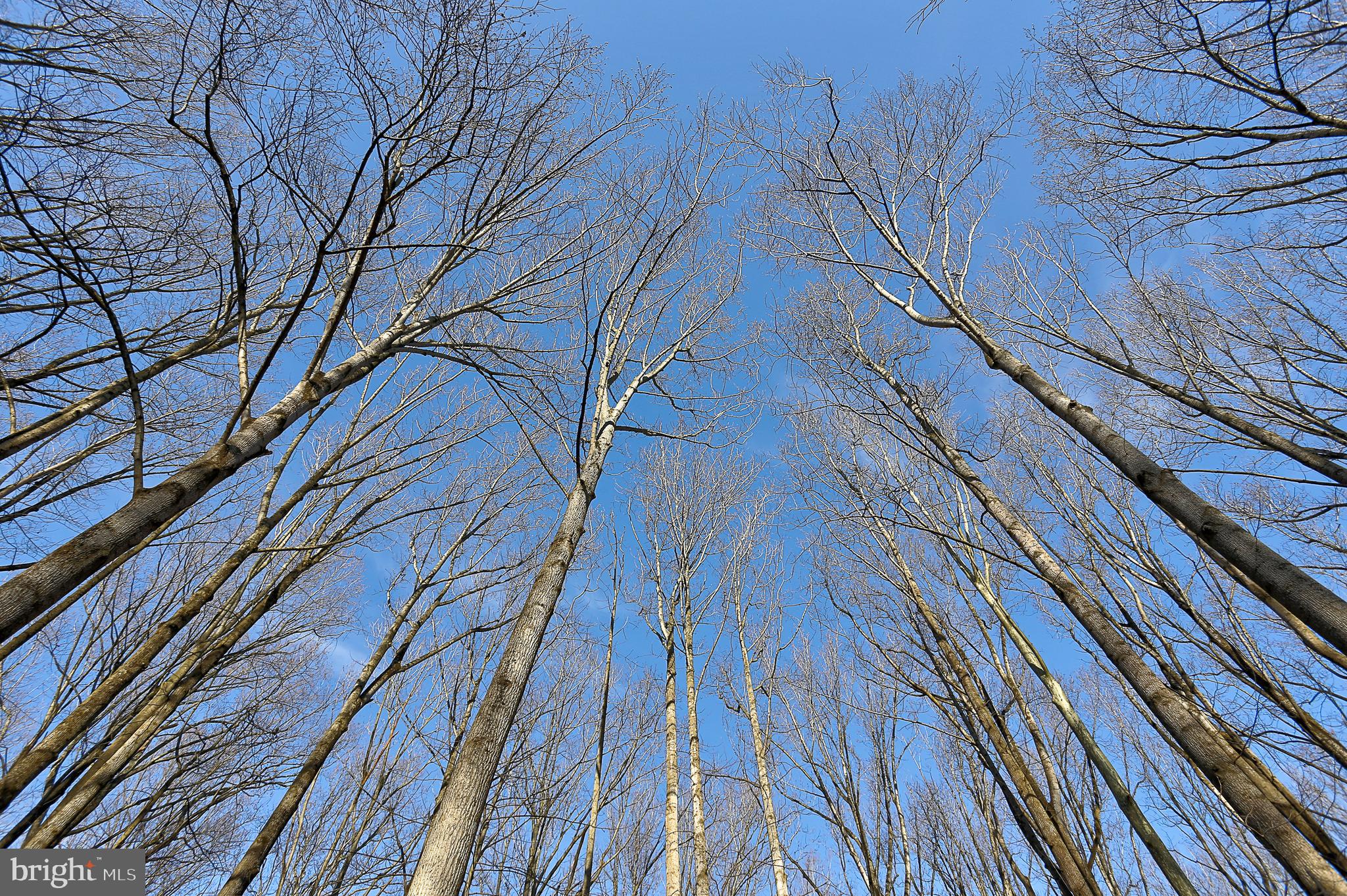 8678 Reservoir Road Fulton, MD 20759 - Photo 26 of 51 Surrounding Trees