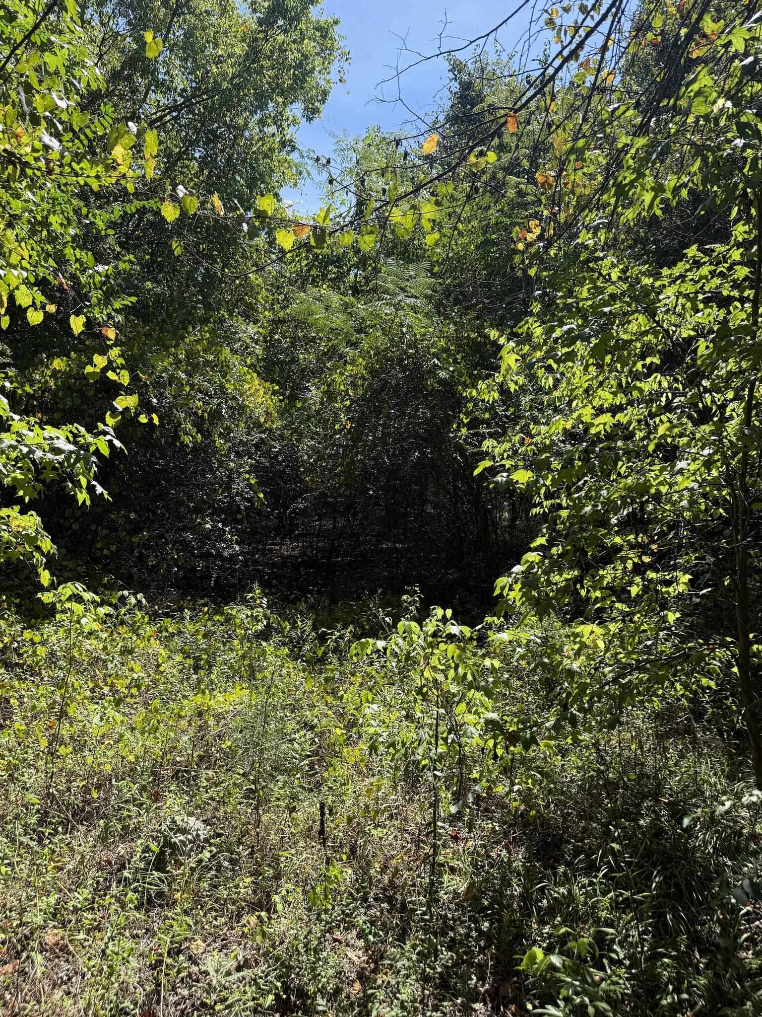 Tbd Black Branch Road Dillon, SC 29536 - Photo 5 of 7 Gallery Image 5