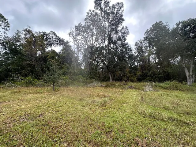 a view of a yard with plants and large trees
