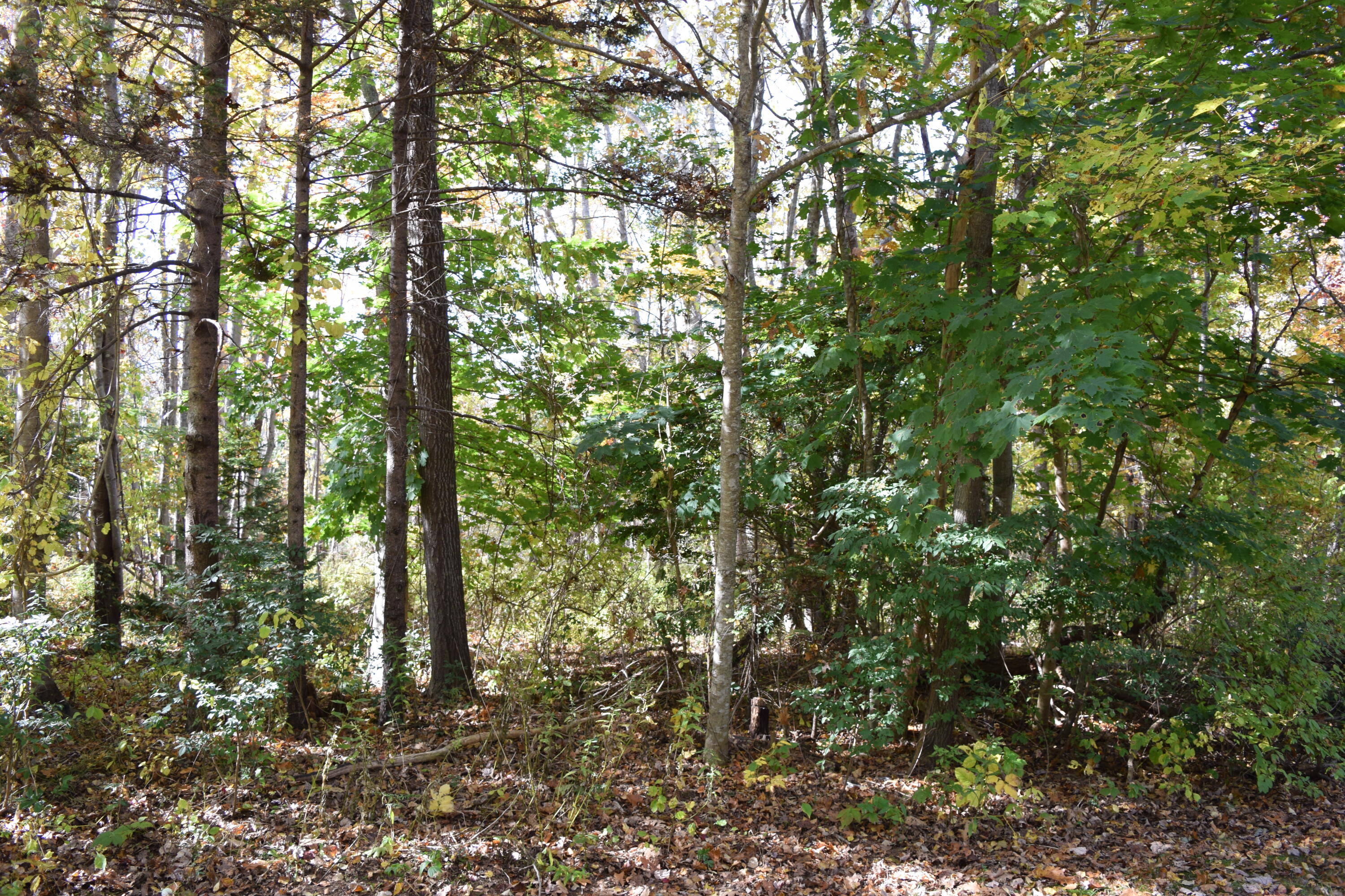1668 Harpswell Neck Road Harpswell, ME 04079 - Photo 44 of 58 DSC_0874
