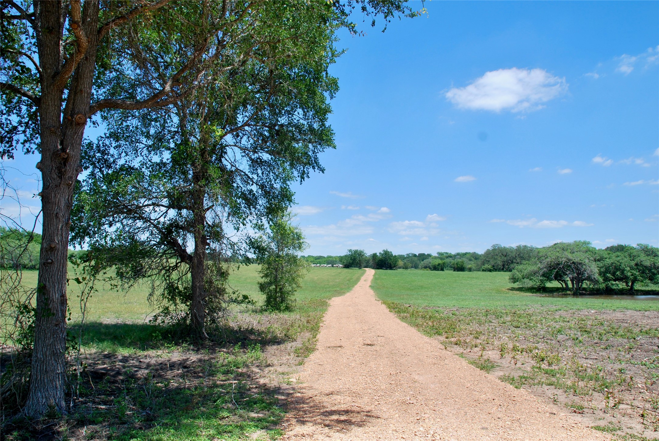 2116 Langdon Road Weimar, TX 78962 - Photo 41 of 43 a view of a park with large trees