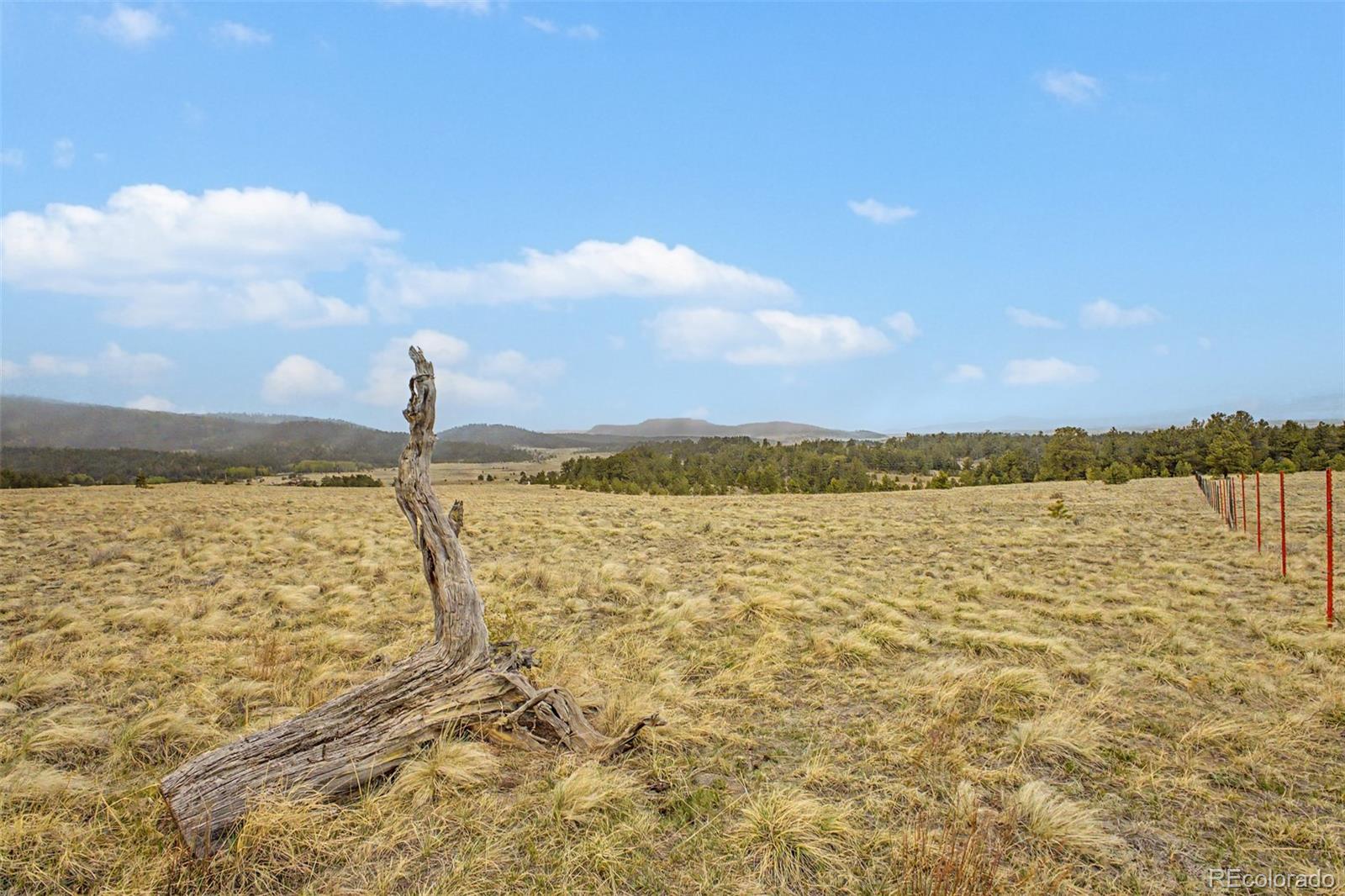 0 Ranger Station Road Florissant, CO 80816 - Photo 5 of 38 Gallery Image 5