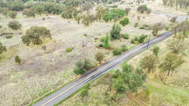 a view of a forest that has a tree