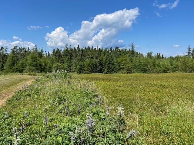 Lots 6-1&2 Lots 6-1&2 Ridge Road Cutler, ME 04626 - Photo 4 of 22 IMG_5598 (1)