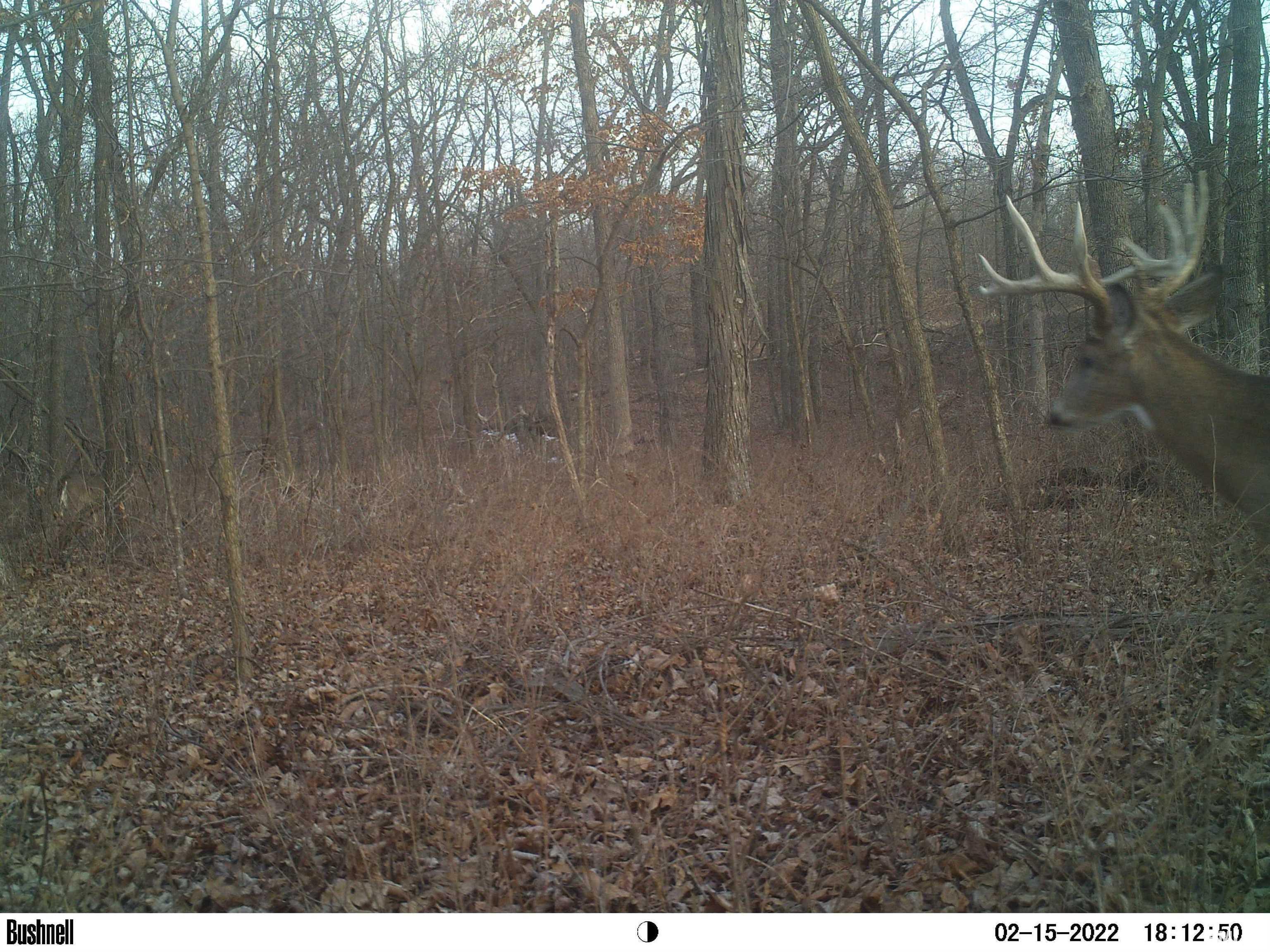 0 Hoffman Road Centralia, IL 62801 - Photo 2 of 36