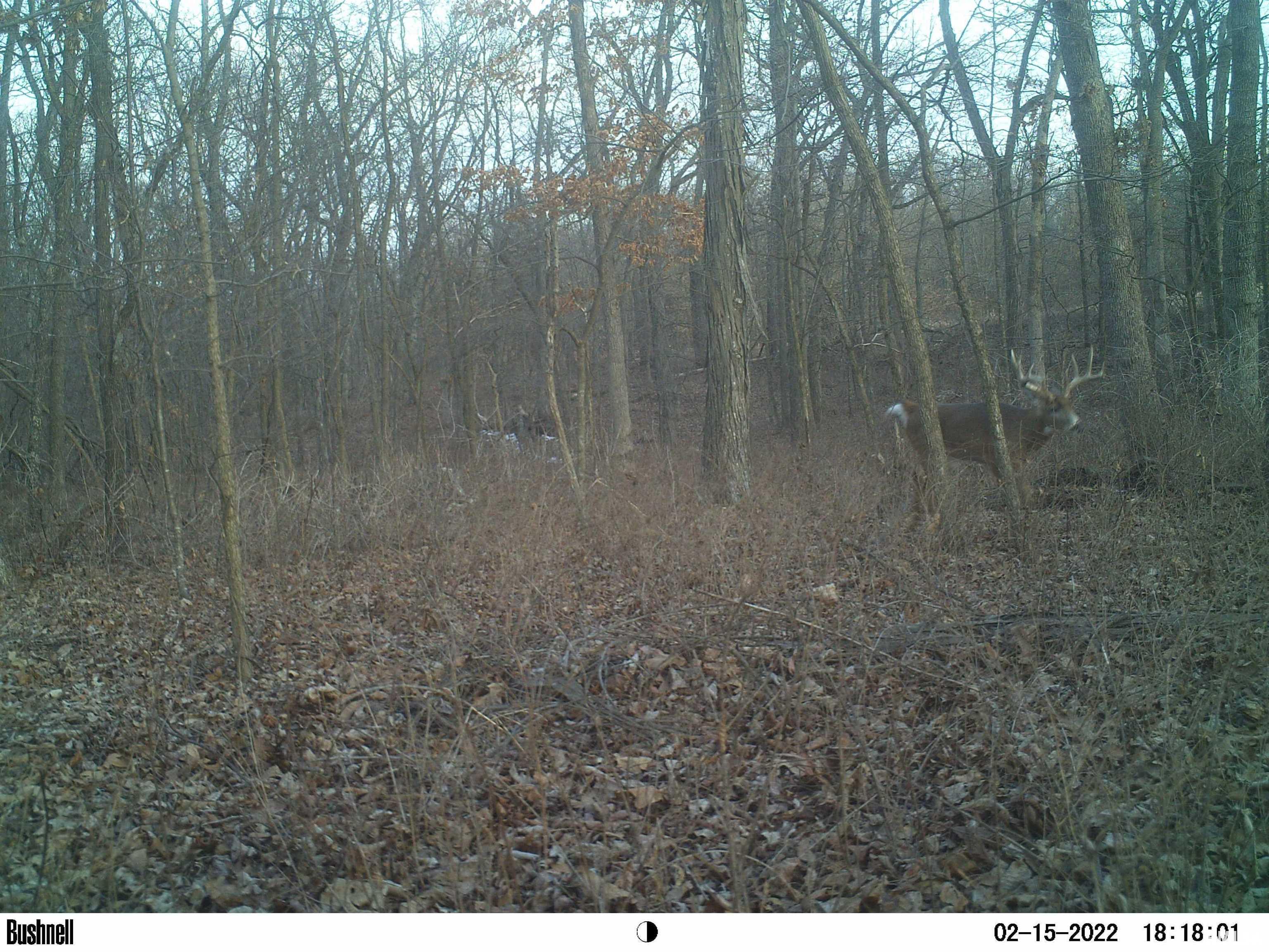 0 Hoffman Road Centralia, IL 62801 - Photo 3 of 36
