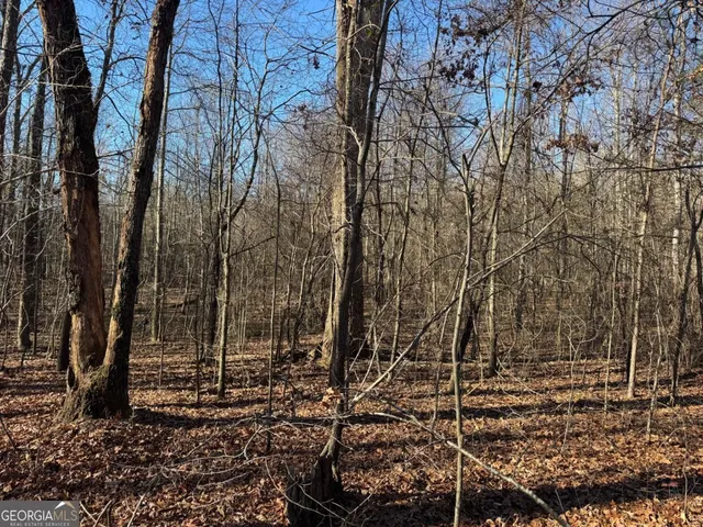 a view of a yard with lots of trees