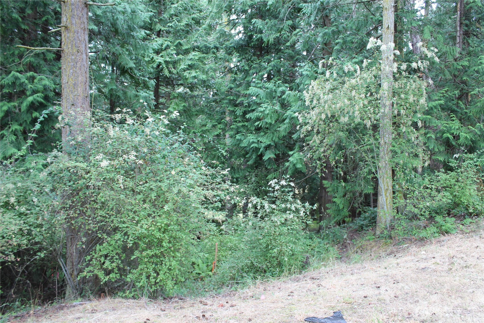 85 Quinault Loop Port Townsend, WA 98368 - Photo 11 of 34 a view of a forest with trees and bushes