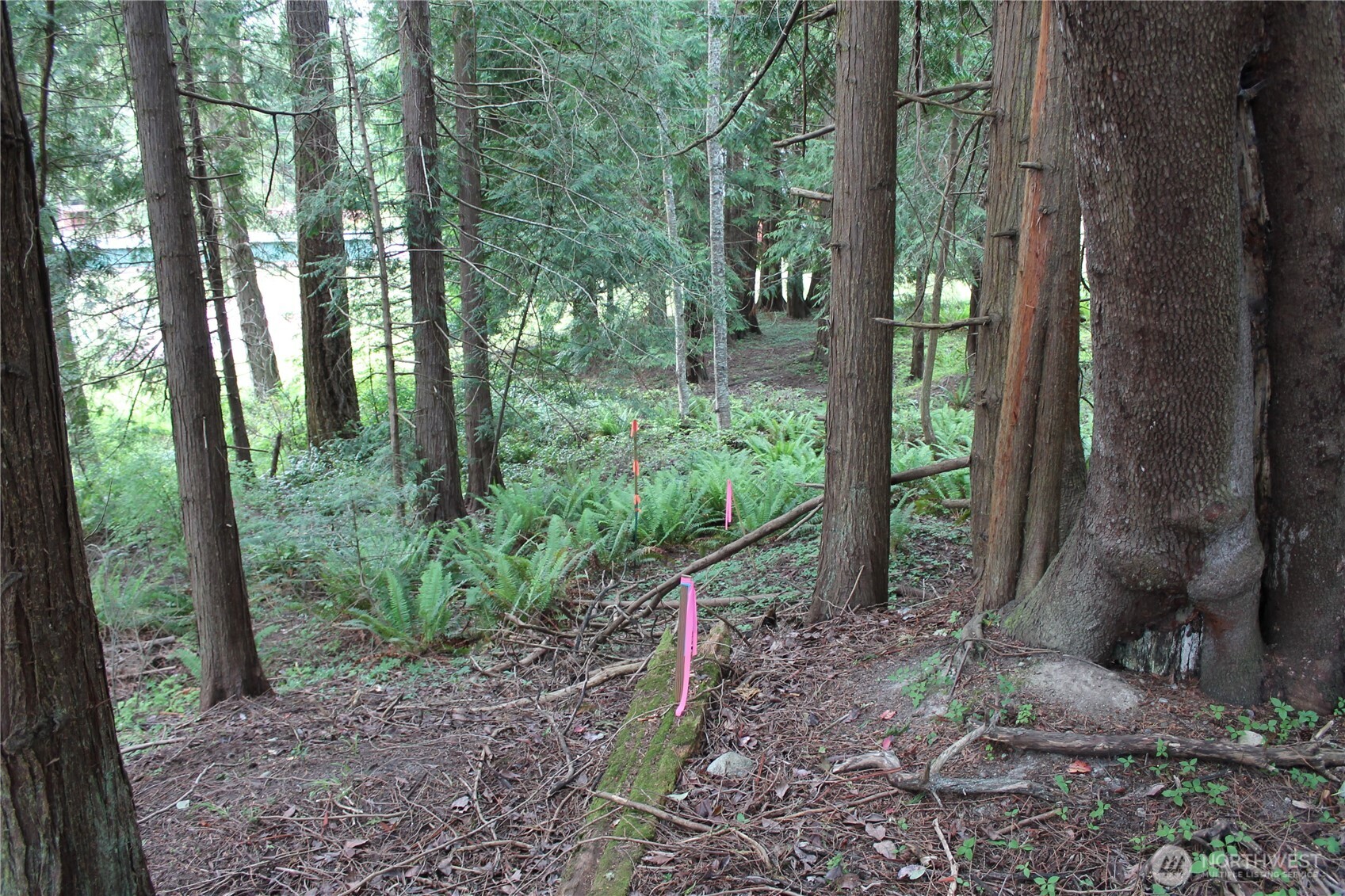 85 Quinault Loop Port Townsend, WA 98368 - Photo 13 of 34 a backyard of a house with lots of green space
