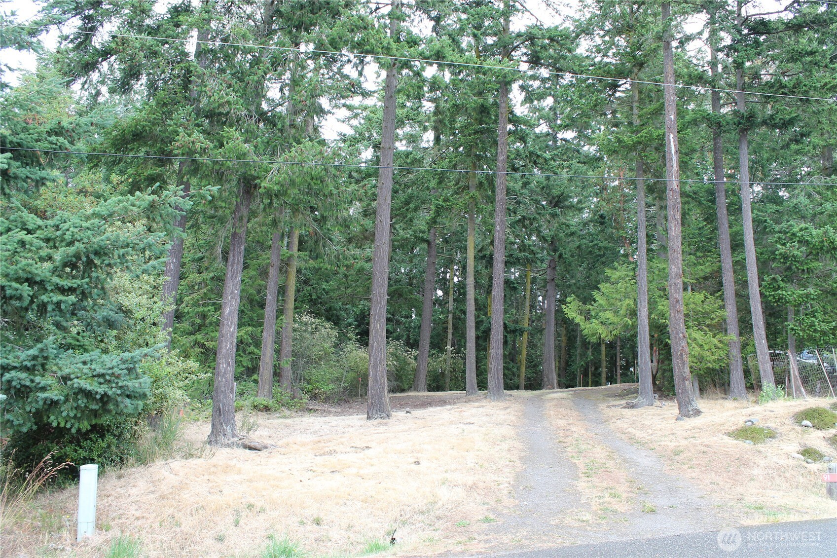 85 Quinault Loop Port Townsend, WA 98368 - Photo 6 of 34 a view of a yard with large trees