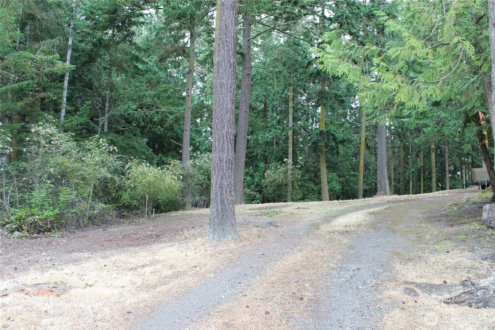 85 Quinault Loop Port Townsend, WA 98368 - Photo 9 of 34 a view of a forest with trees in the background