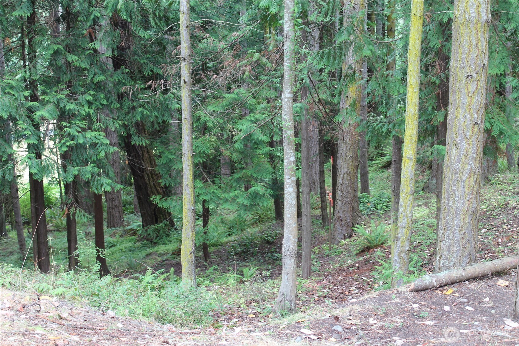 85 Quinault Loop Port Townsend, WA 98368 - Photo 10 of 34 a view of a forest with trees