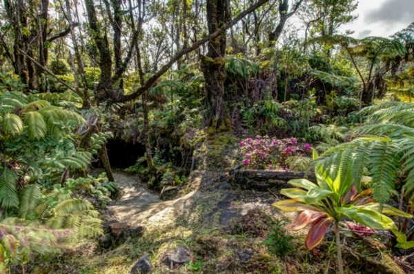 11-3125 Kaleponi Road Mountain View, HI 96771 - Photo 8 of 25 a view of a garden with plants
