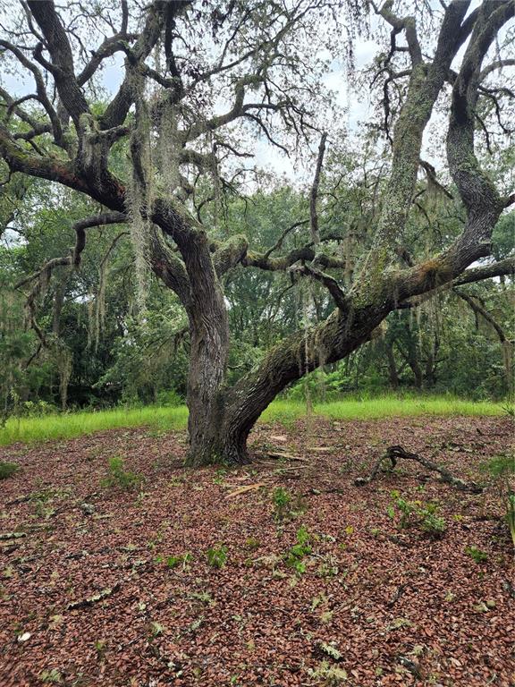 16060 Northeast 148th Terrace Road Fort McCoy, FL 32134 - Photo 1 of 1 Oak Tree on Property