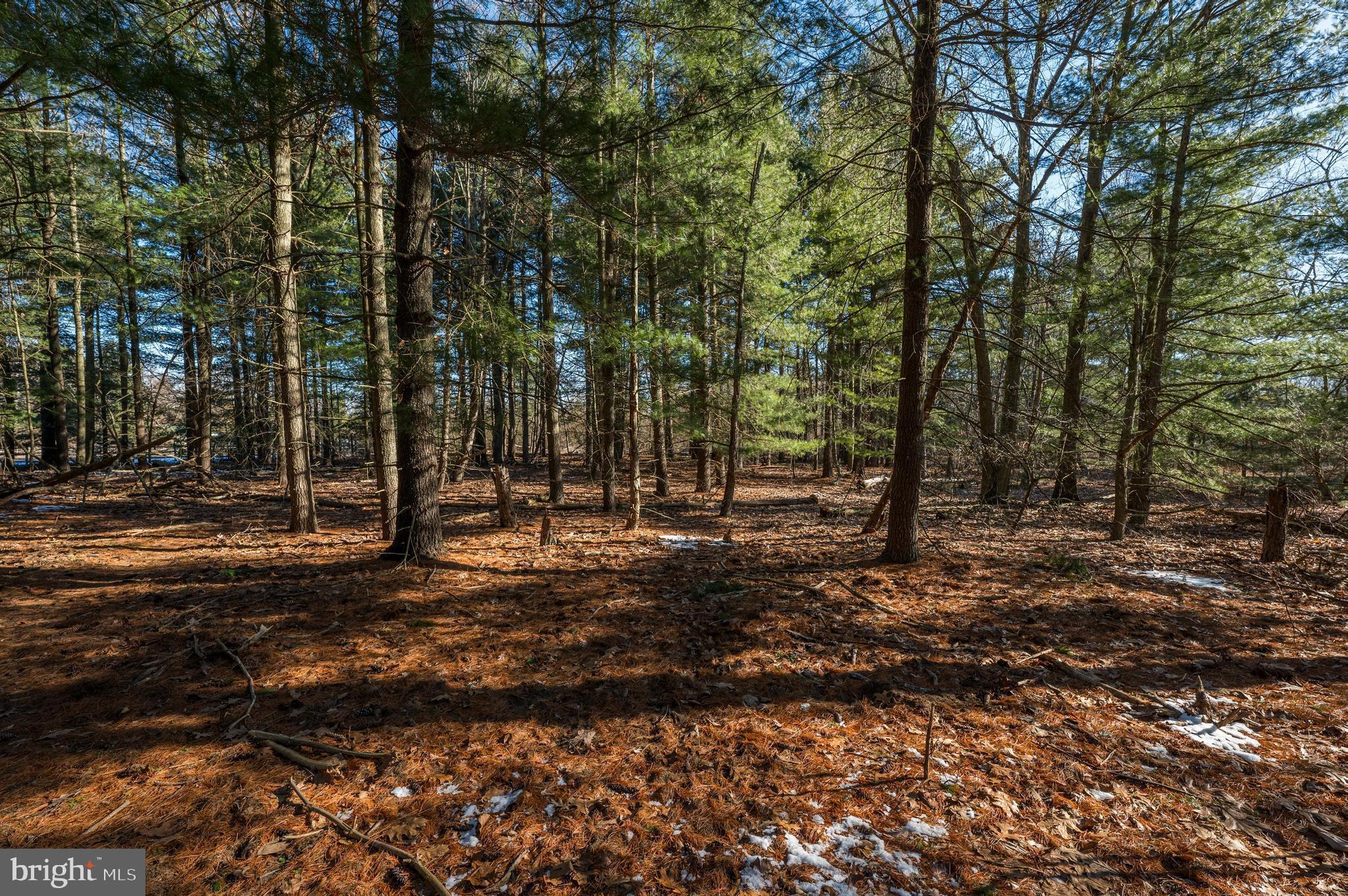 365 Creek Road Delran, NJ 08075 - Photo 14 of 30 a view of a forest with trees