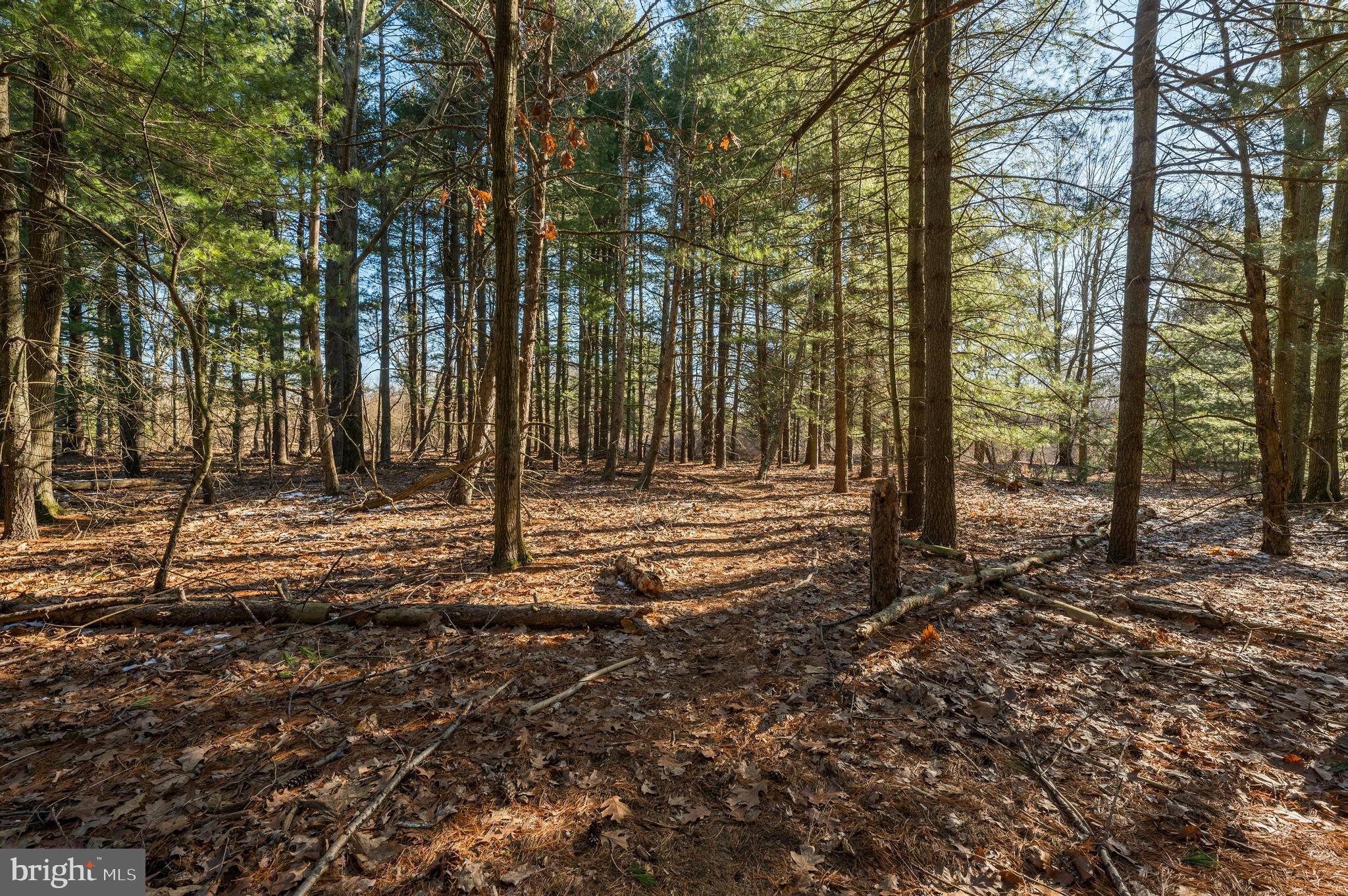 365 Creek Road Delran, NJ 08075 - Photo 8 of 30 a view of outdoor space with trees
