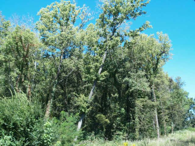 18 Old Tva Road Columbia, TN 38401 - Photo 18 of 19 Gallery Image 18