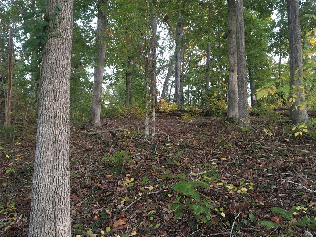 101 George Owens Road Abbeville, SC 29620 - Photo 7 of 9 Gallery Image 7