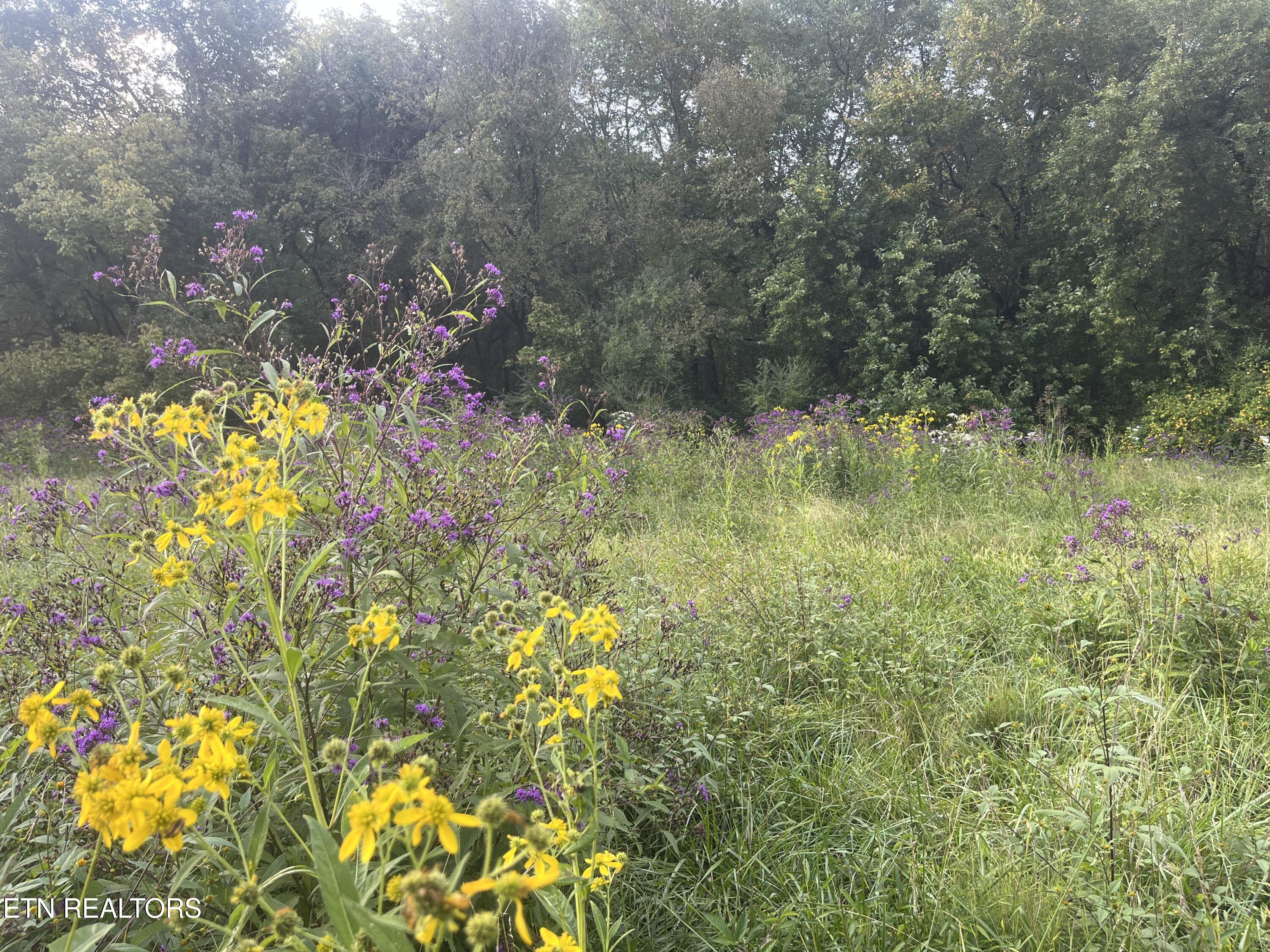 East Bullrun Valley Drive Heiskell, TN 37754 - Photo 11 of 24 IMG_5648