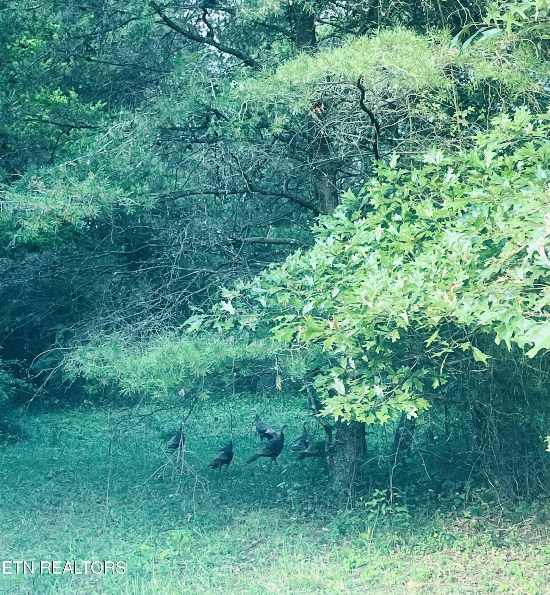 East Bullrun Valley Drive Heiskell, TN 37754 - Photo 14 of 24 IMG_5638