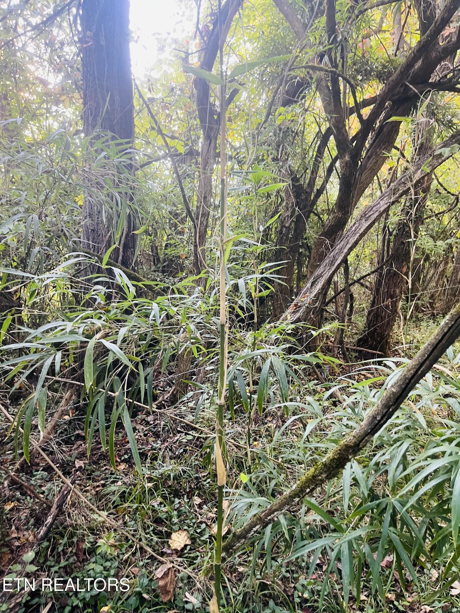 East Bullrun Valley Drive Heiskell, TN 37754 - Photo 15 of 24 IMG_5662