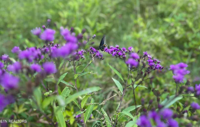 $325,000 | East Bullrun Valley Drive, Heiskell, TN 37754